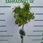  Agát biely (Robinia pseudocacacia) ´TWISTY BABY´ - výška 80-100 cm, kont. C4L - NA KMIENKU
